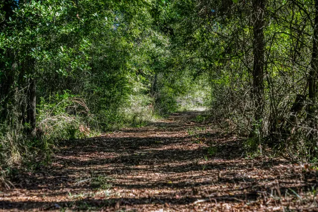 a big yard with lots of green space