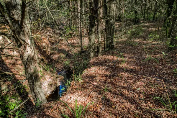 a view of a forest that has a tree