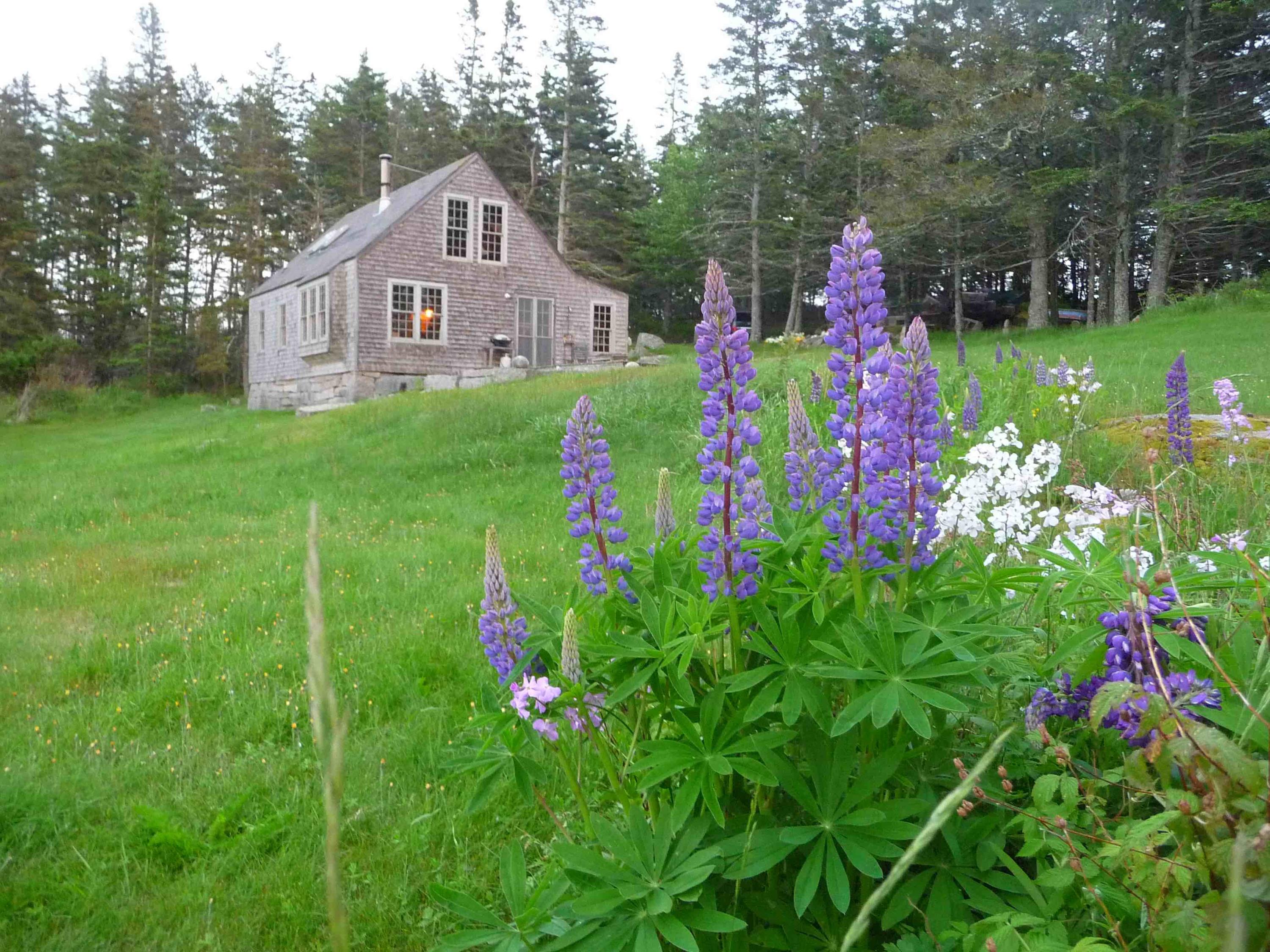 HSE WITH LUPINE-1AE