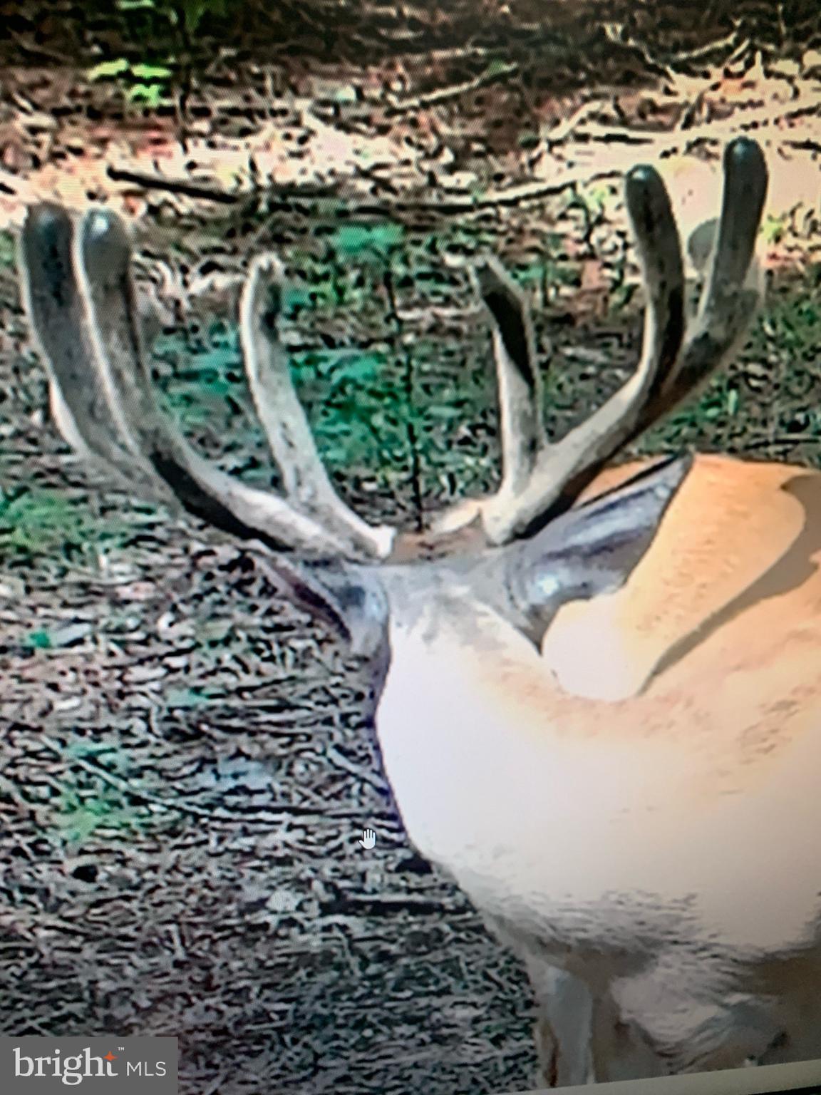 1301 Bridgetown Road Henderson, MD 21640 - Photo 25 of 27