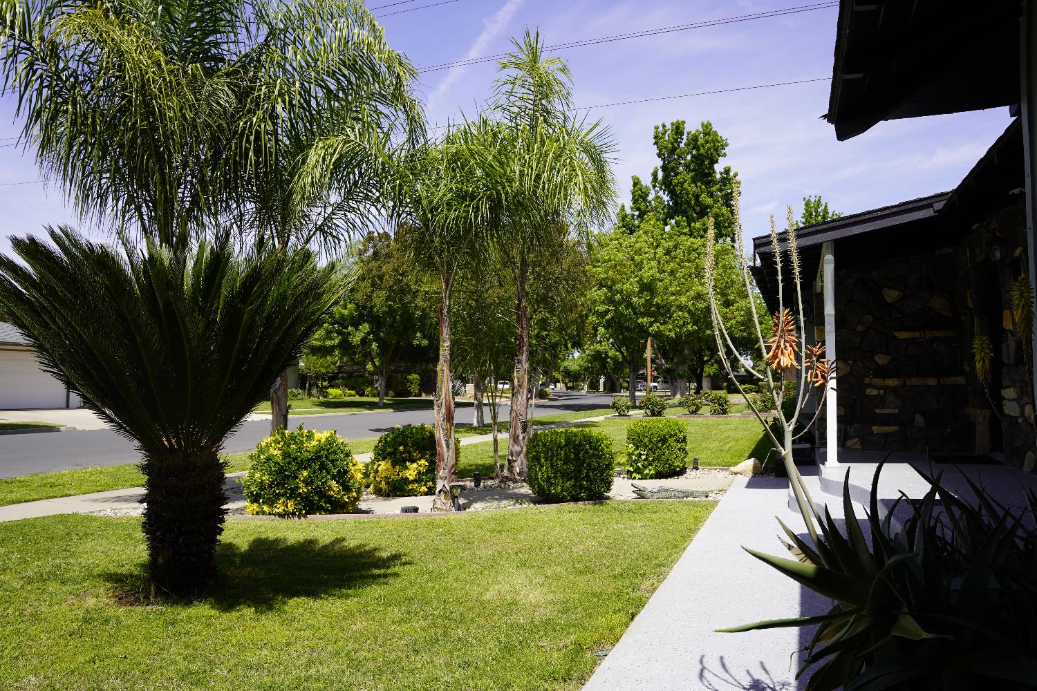 3662 North Angus Street Fresno, CA 93726 - Photo 4 of 67 a view of a backyard with couches plants and large trees