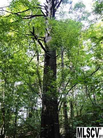 0 Williamsburg Road Olin, NC 28660 - Photo 5 of 15 a picture of tree