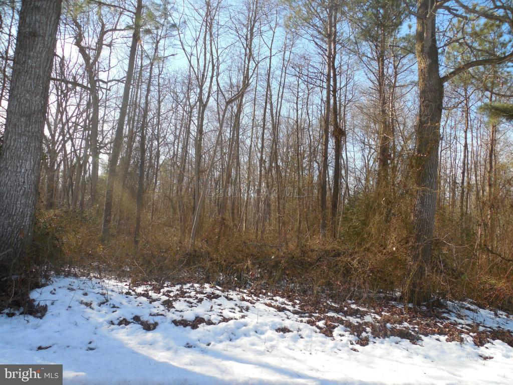 Holt Road Parsonsburg, MD 21849 - Photo 11 of 15 Gallery Image 11