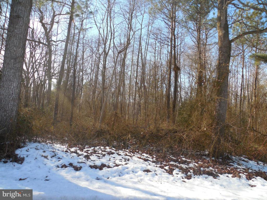 Holt Road Parsonsburg, MD 21849 - Photo 12 of 15 Gallery Image 12
