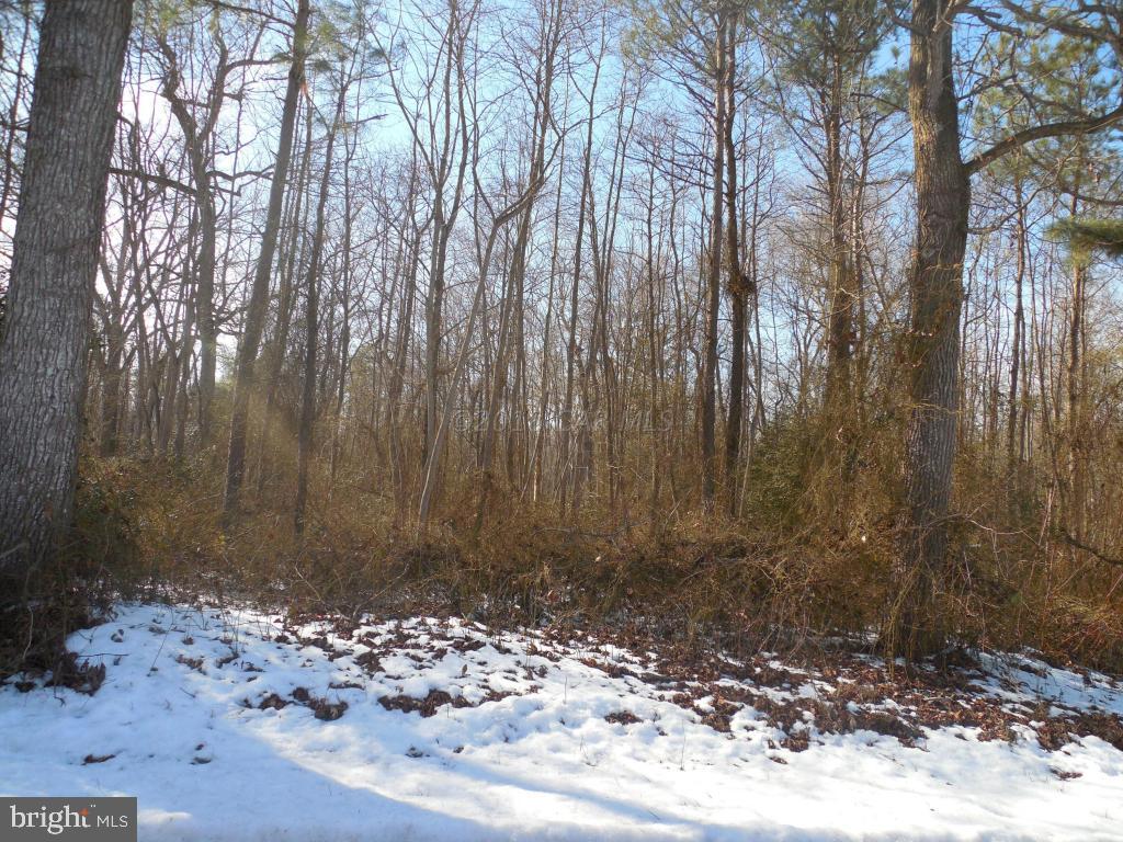 Holt Road Parsonsburg, MD 21849 - Photo 13 of 15 Gallery Image 13