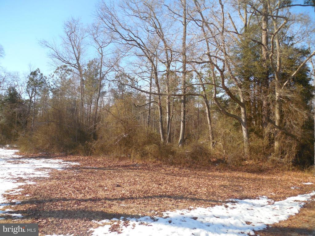 Holt Road Parsonsburg, MD 21849 - Photo 4 of 15 Gallery Image 4