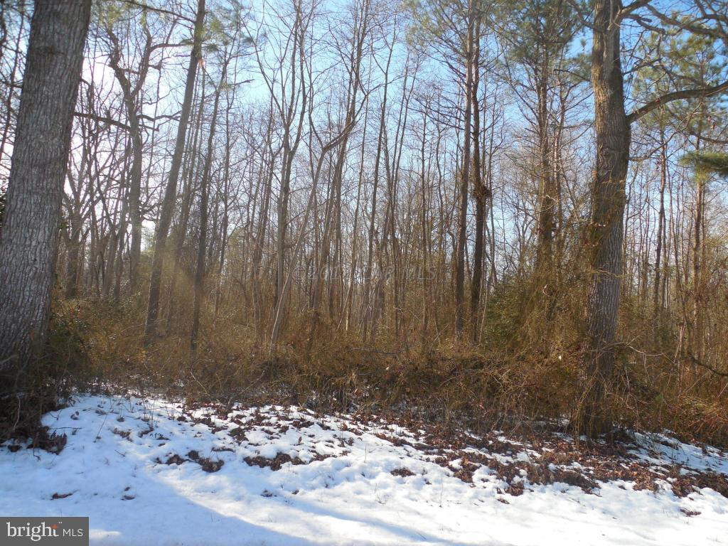 Holt Road Parsonsburg, MD 21849 - Photo 10 of 15 Gallery Image 10