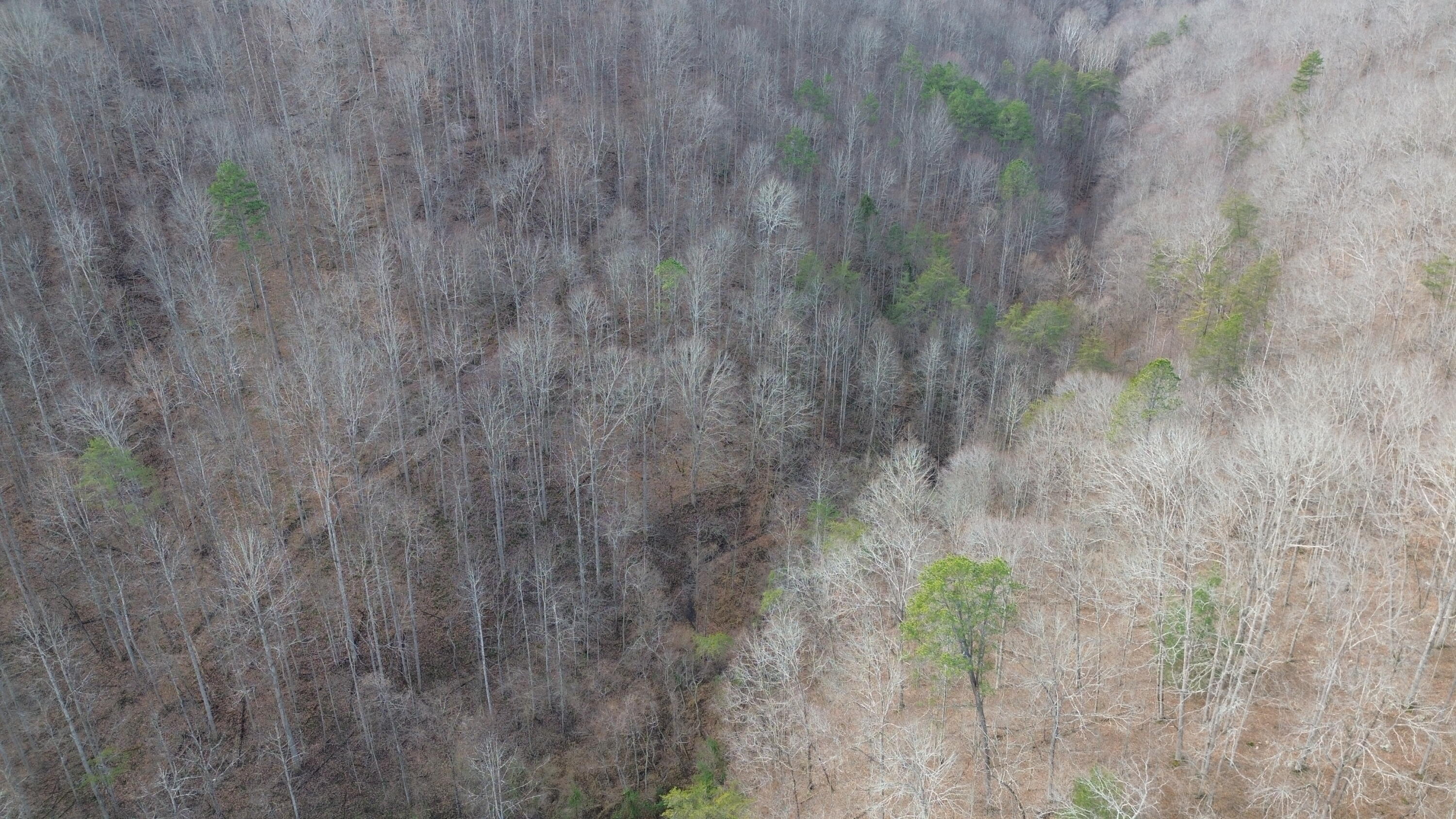 237 A Meat Scaffold Road Jackson, KY 41339 - Photo 27 of 44 Trees