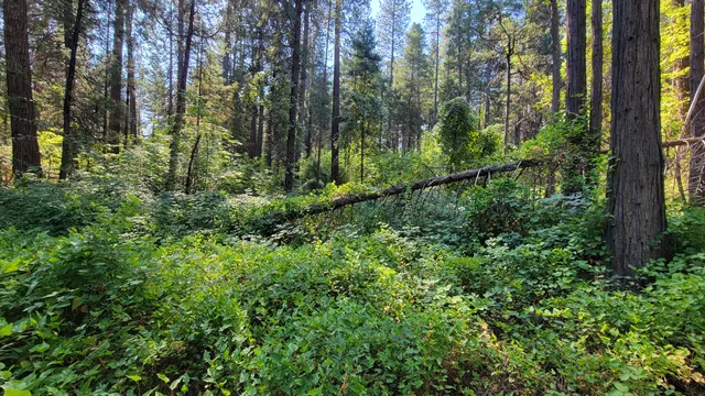 a view of a garden with plants