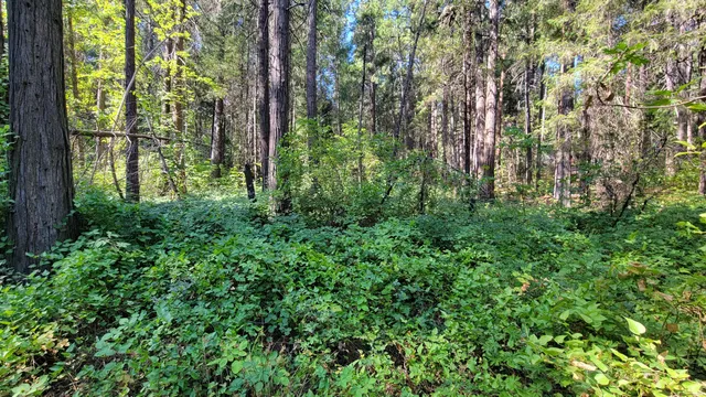 a close up of a plant