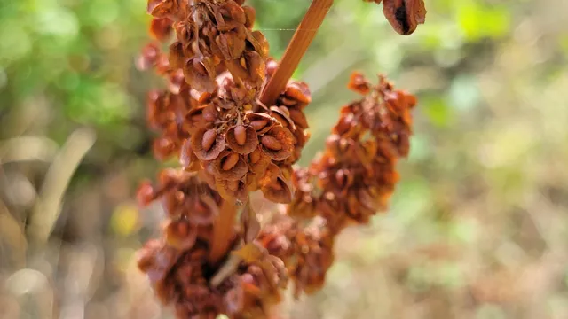 a view of a plant