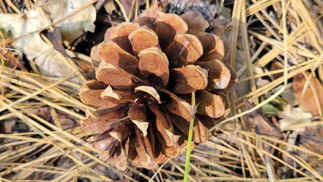 $18,000 | Lot 10-11 Frontier Road, Oak Run, CA 96069