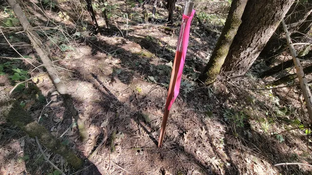 a close up of a tree