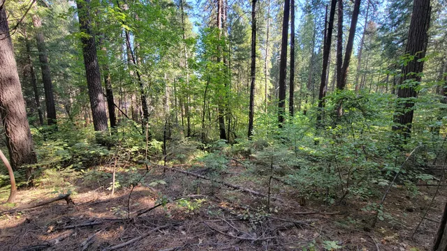 a view of a forest with trees