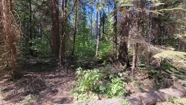 a view of outdoor space and green space
