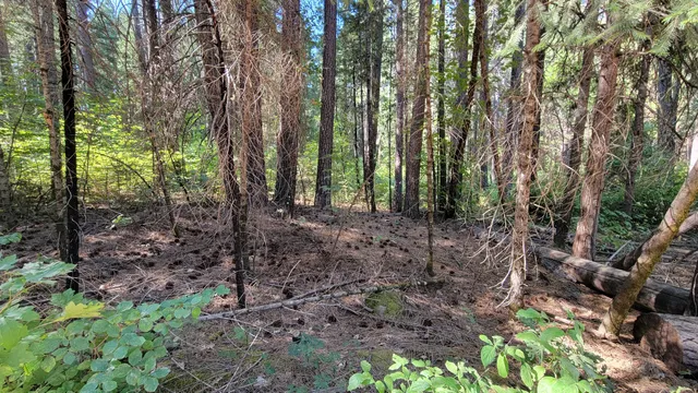 a view of a garden with plants