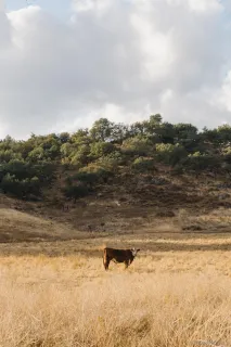 $12,995,000 | 26904 Mesa Grande Road, Santa Ysabel, CA 92070