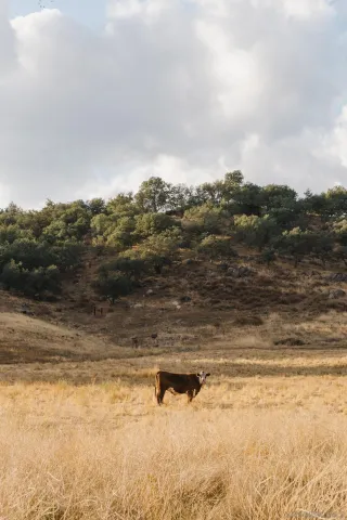 $12,995,000 | 26904 Mesa Grande Road, Santa Ysabel, CA 92070