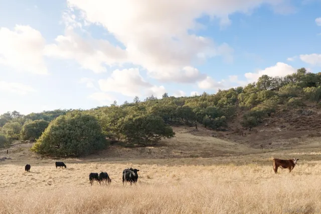 $12,995,000 | 26904 Mesa Grande Road, Santa Ysabel, CA 92070