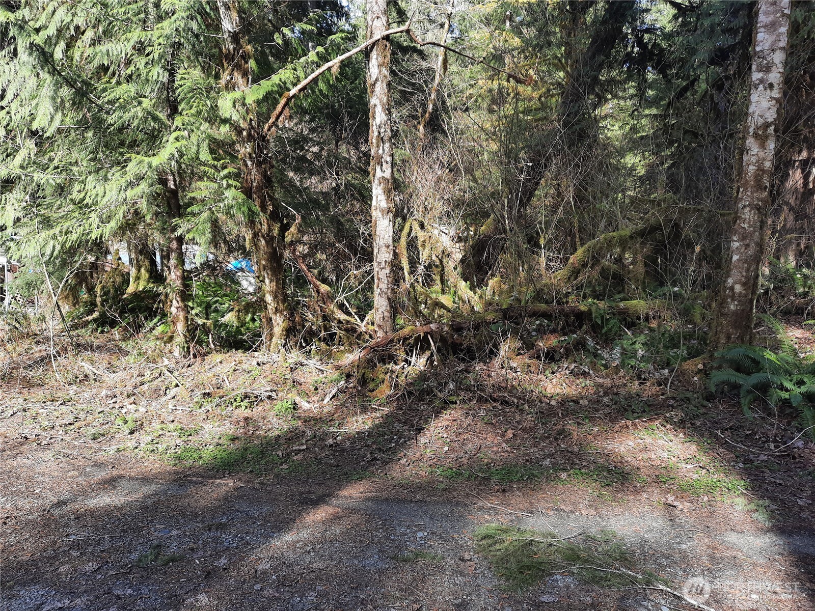 8535 Beaver Place Marblemount, WA 98267 - Photo 7 of 7 a view of a dry yard with trees