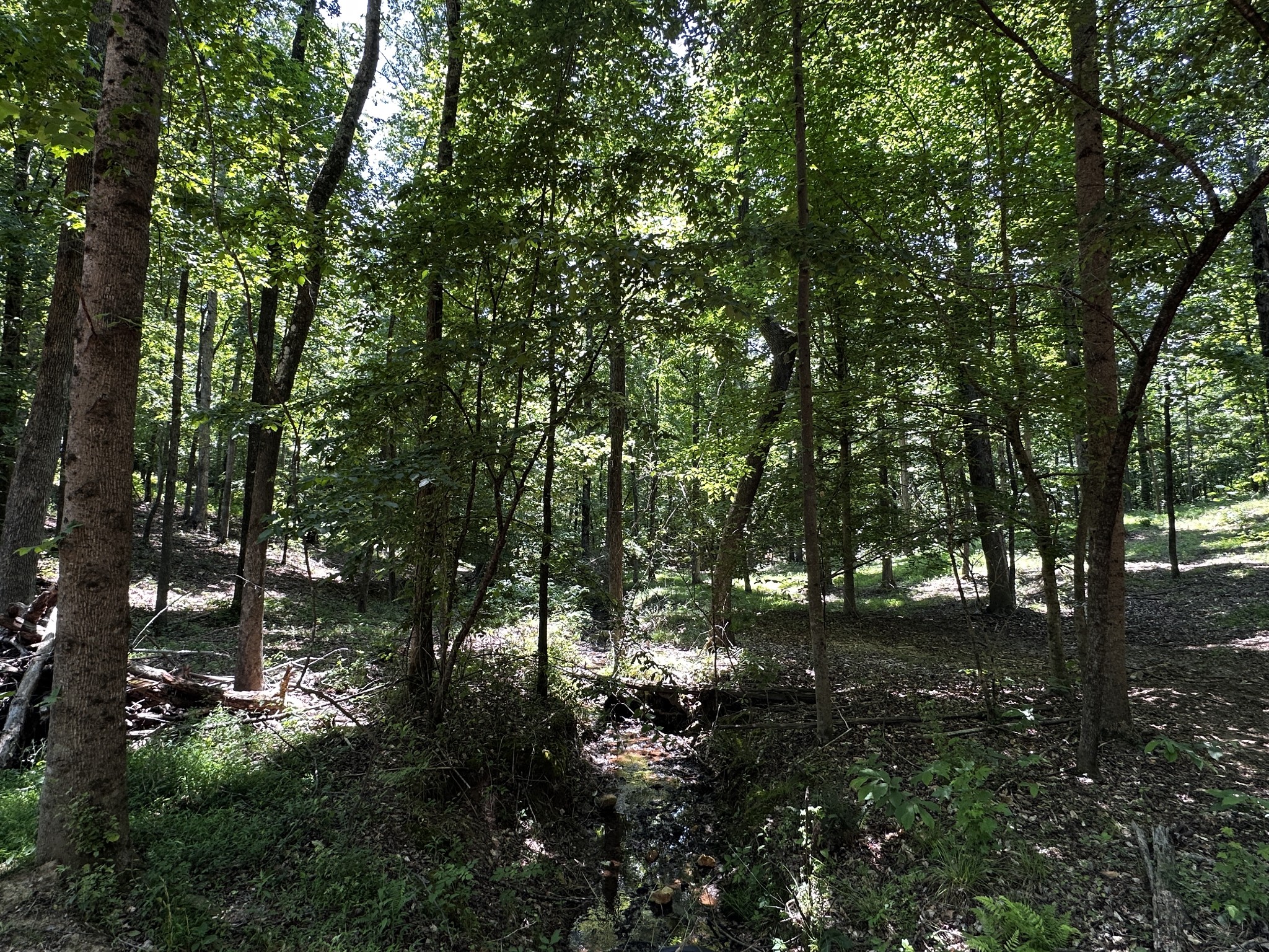 0 Littrell Road Loretto, TN 38469 - Photo 4 of 10 a view of tree