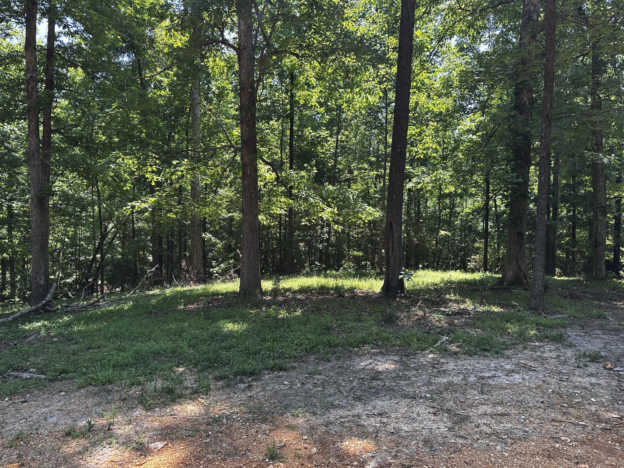 0 Littrell Road Loretto, TN 38469 - Photo 7 of 10 a backyard of a house with lots of green space