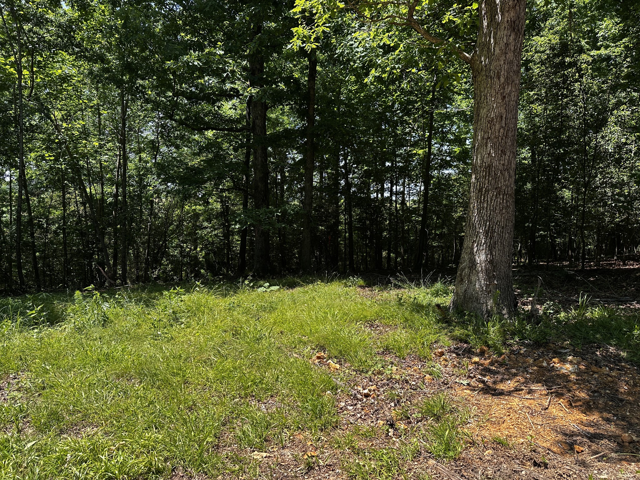 0 Littrell Road Loretto, TN 38469 - Photo 8 of 10 a view of backyard with green space