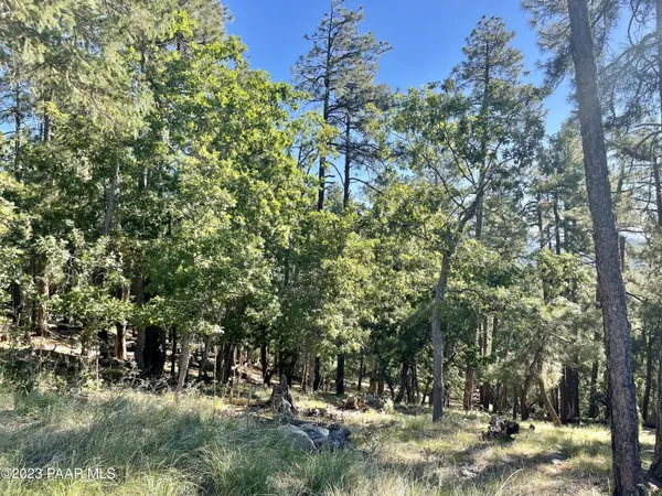 a view of a forest with a tree