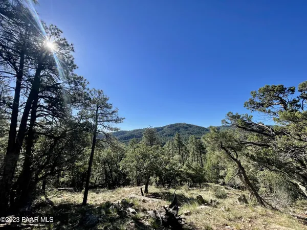 a view of a yard with plants and trees