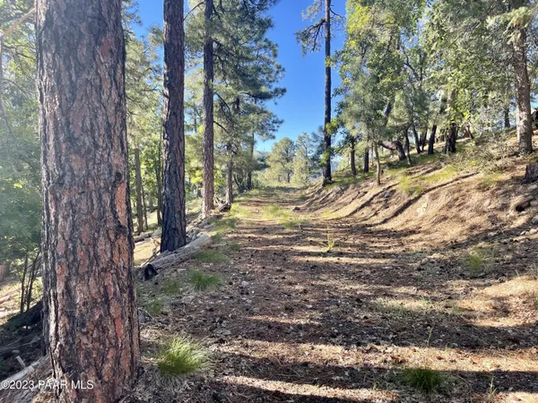 a view of a yard with trees