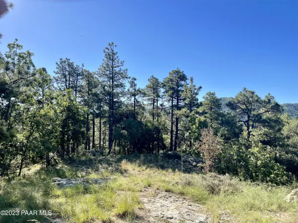 a view of a forest filled with trees