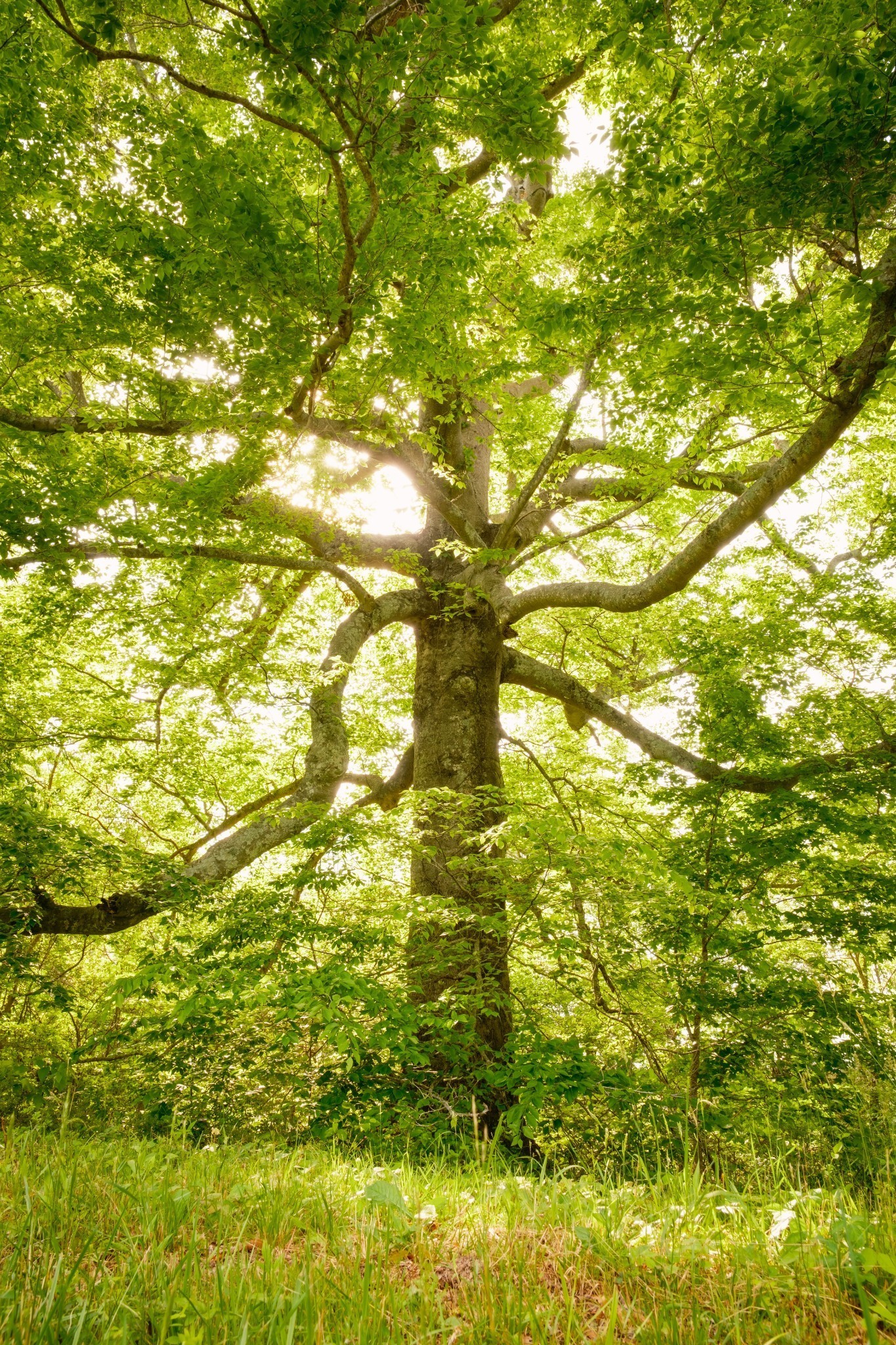 5620 Leipers Creek Road Franklin, TN 37064 - Photo 73 of 74