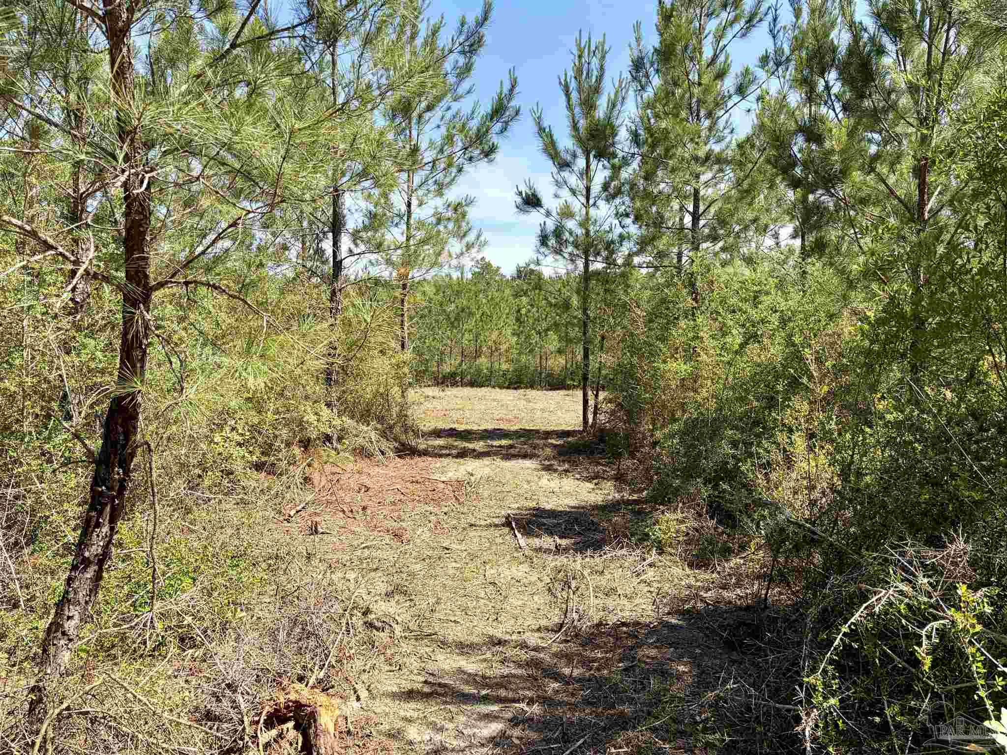 0 Mineral Springs Road Jay, FL 32565 - Photo 5 of 10 a backyard of a house with a large tree