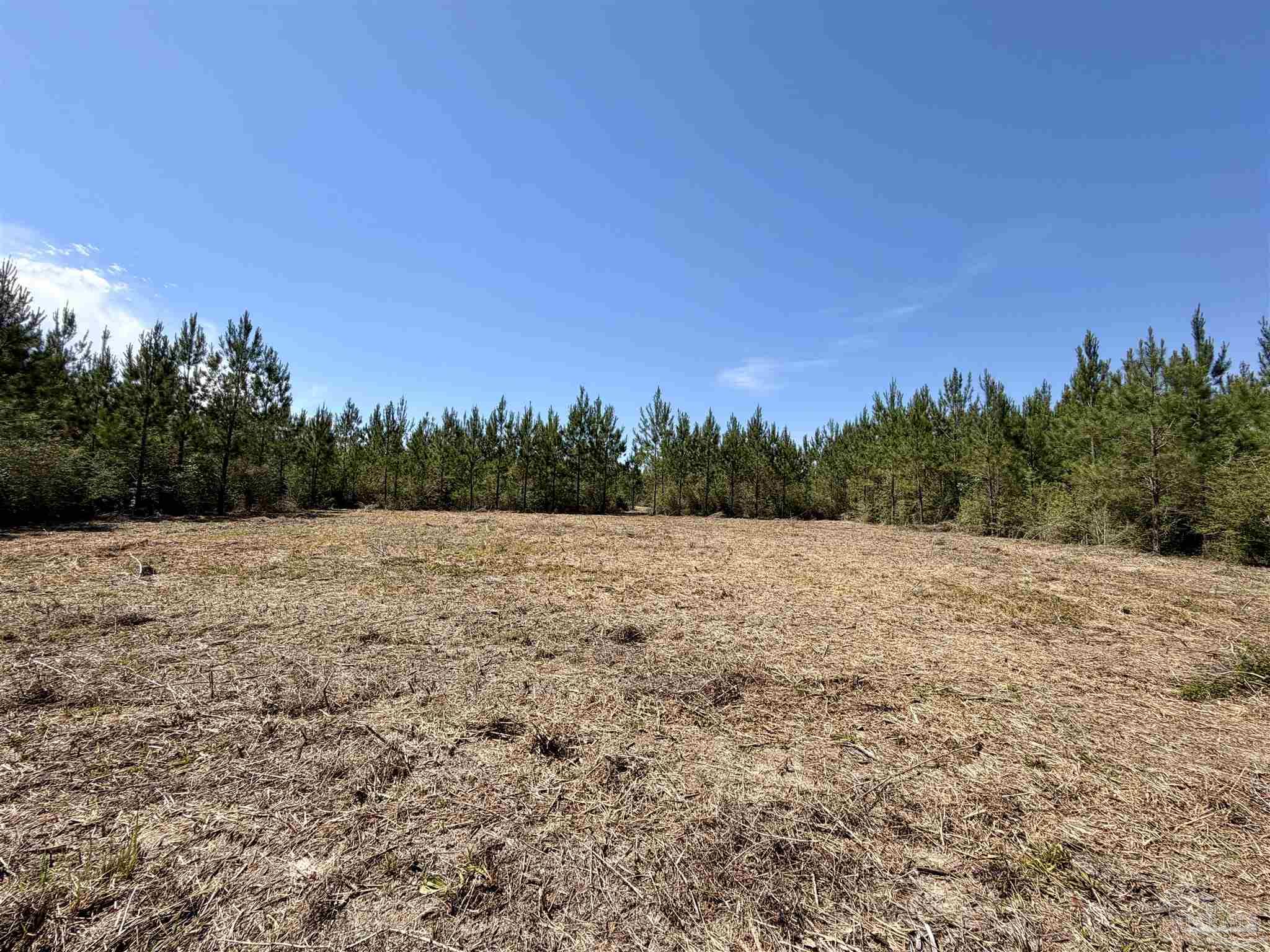 0 Mineral Springs Road Jay, FL 32565 - Photo 8 of 10 a view of outdoor space and trees