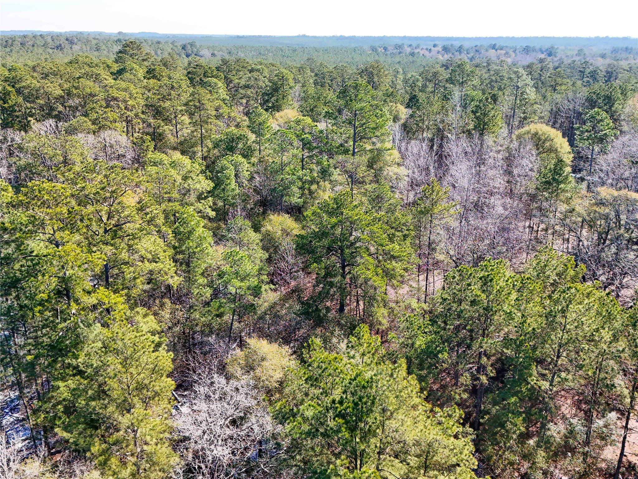 0 Pvt Road Newton, TX 75966 - Photo 13 of 26 a view of a forest with a street