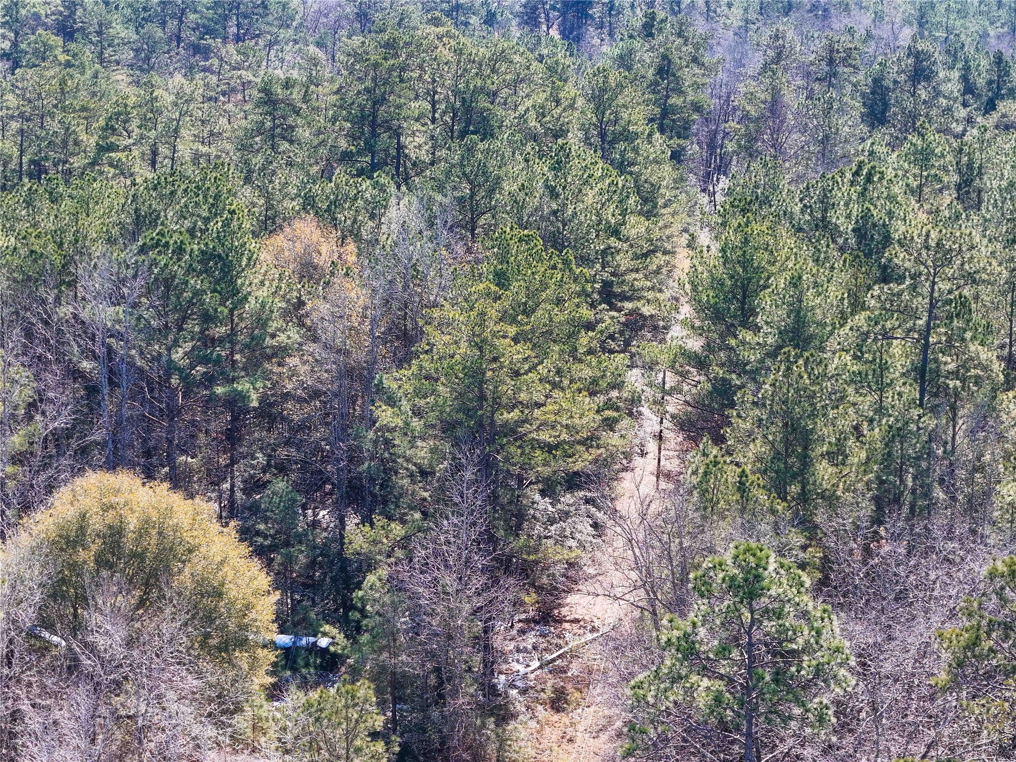 0 Pvt Road Newton, TX 75966 - Photo 16 of 26 a view of a tree in a yard
