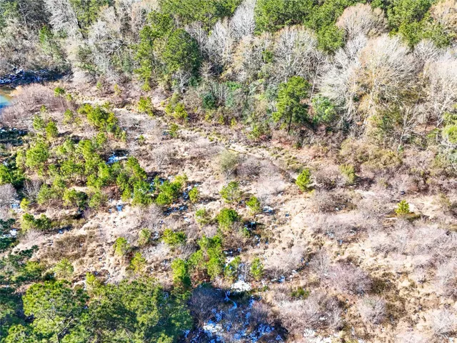 a view of a plants in a yard