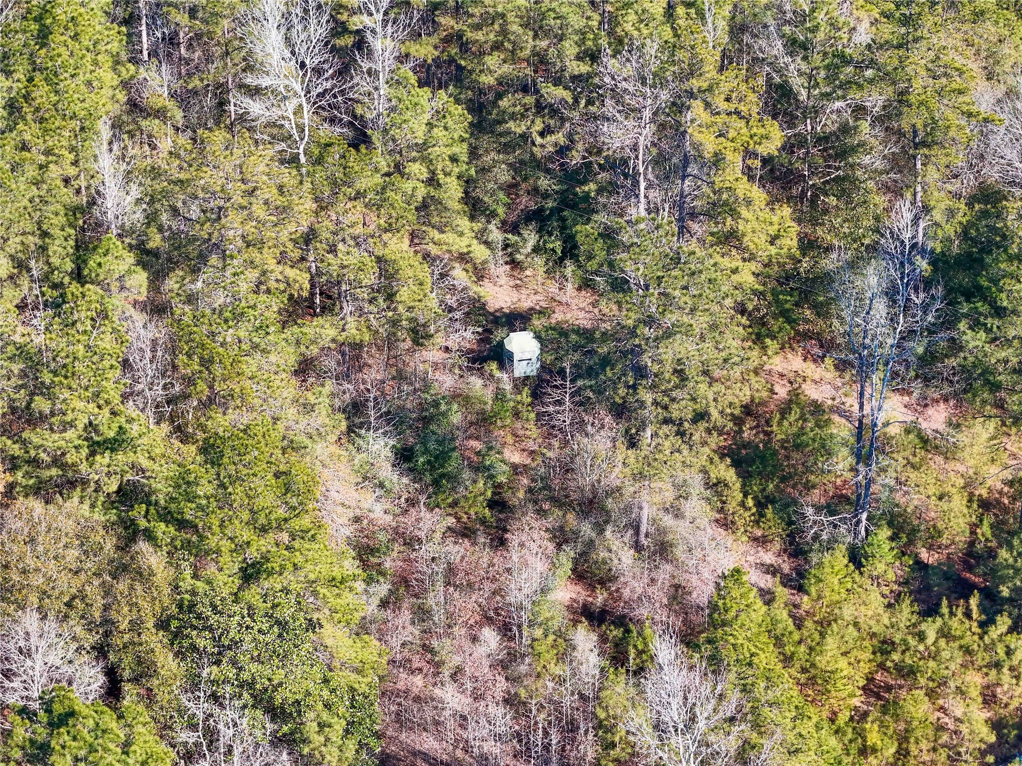 0 Pvt Road Newton, TX 75966 - Photo 19 of 26 a view of a plants in a yard