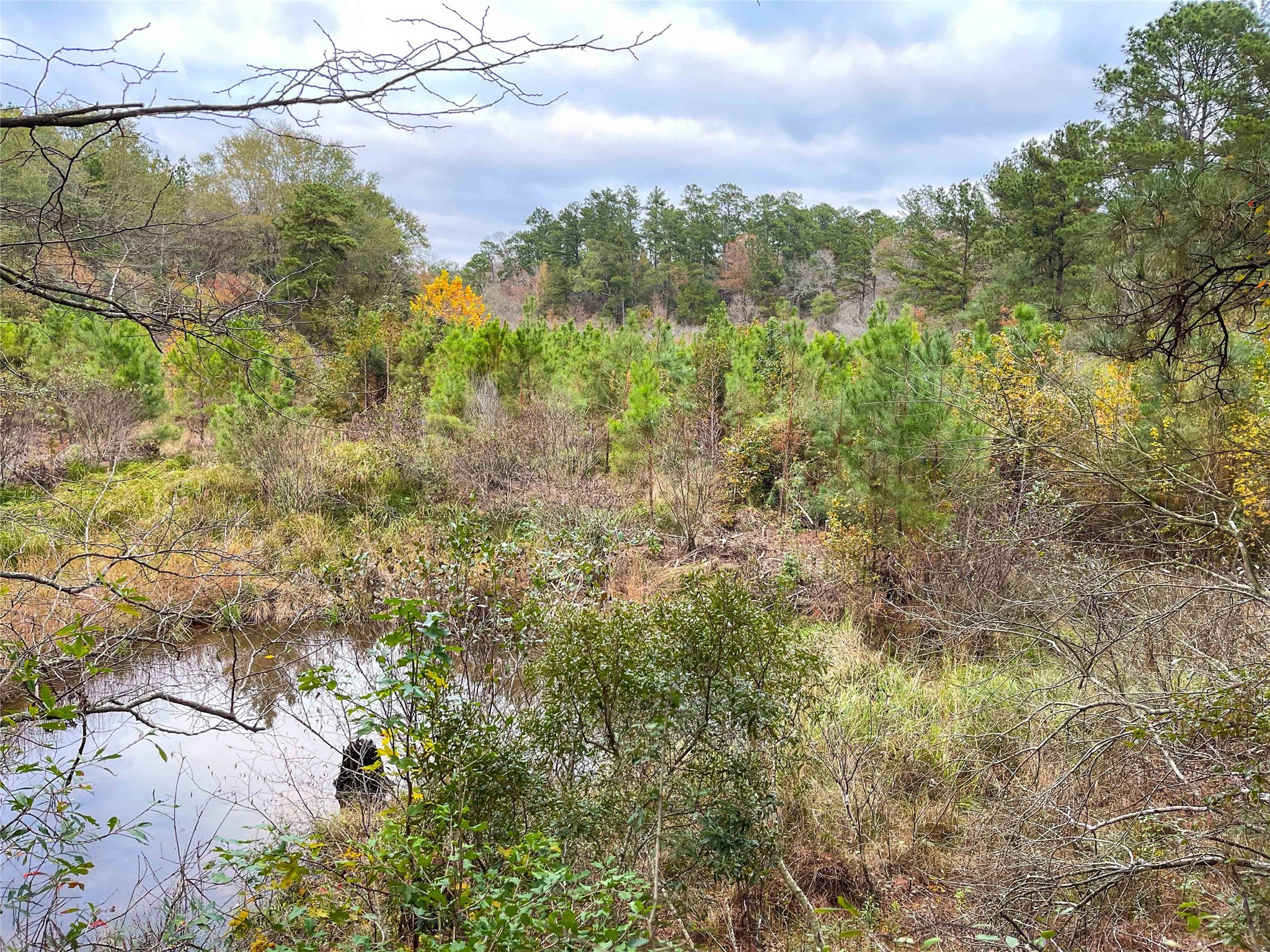 0 Pvt Road Newton, TX 75966 - Photo 6 of 26 a view of a yard