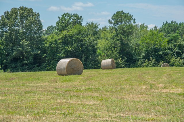 0 Lakeview Farm Road Cross Hill, SC 29332 - Photo 1 of 1 Gallery Image 1