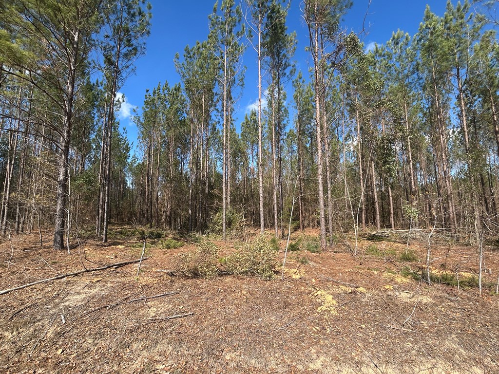Lot 3-15 -ac Cottonwood Rd/ Phillips Road Cottonwood, AL 36320 - Photo 17 of 49