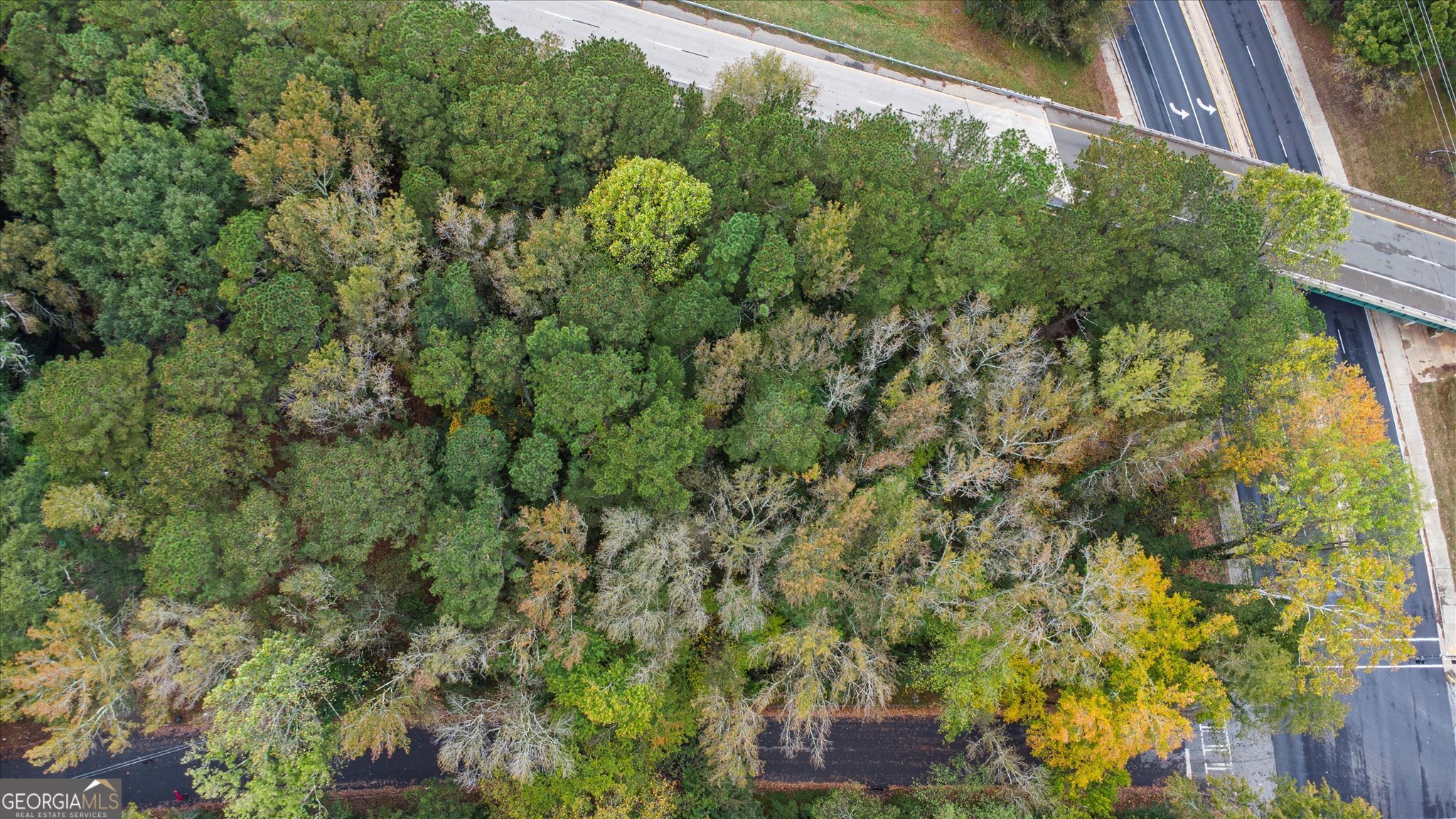 2974 Concord Drive Decatur, GA 30033 - Photo 4 of 18 a view of a yard with plants and large trees