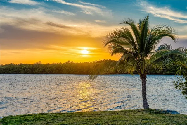 a view of ocean with a palm tree
