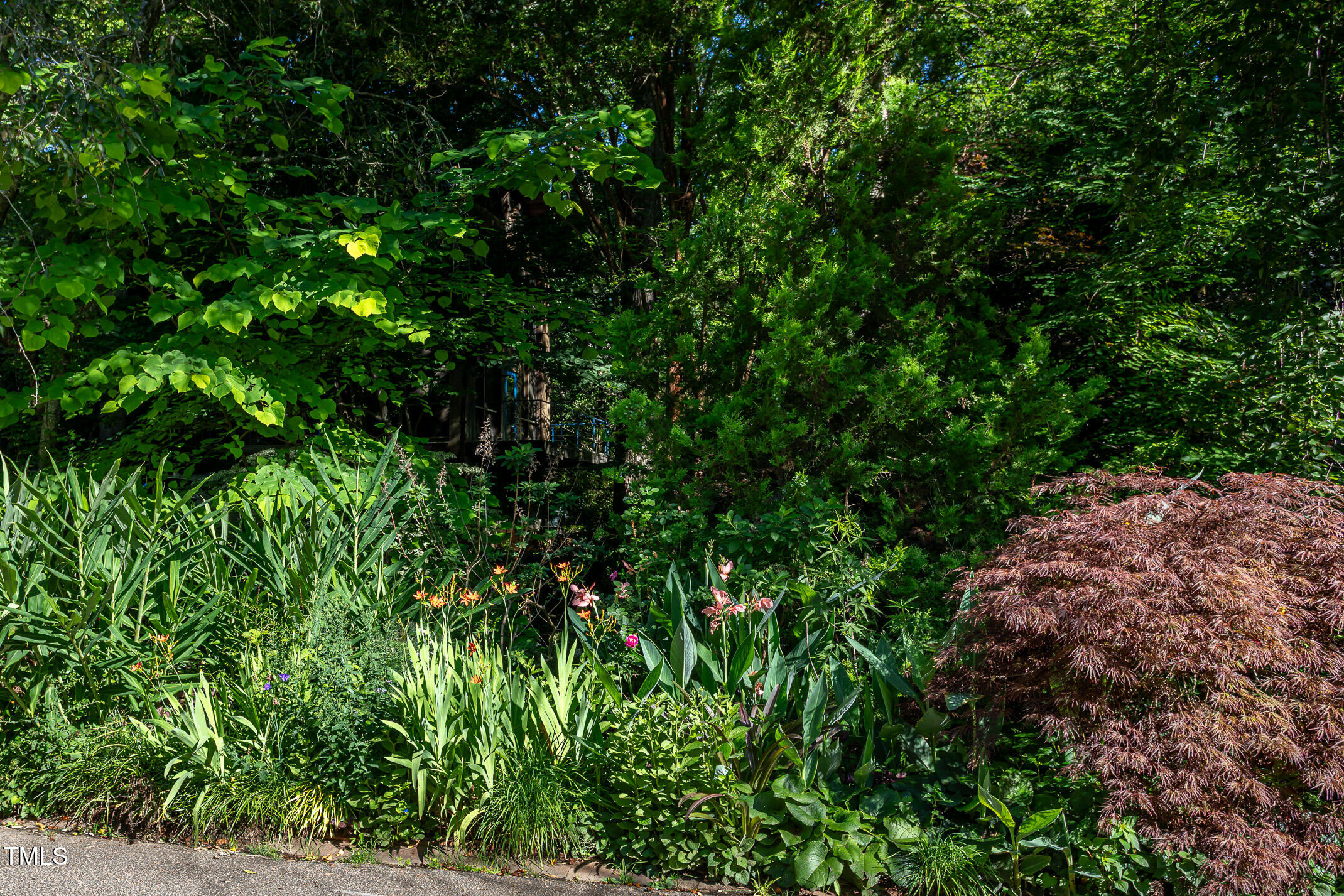 820 Runnymede Road Raleigh, NC 27607 - Photo 40 of 43 a view of a lush green forest