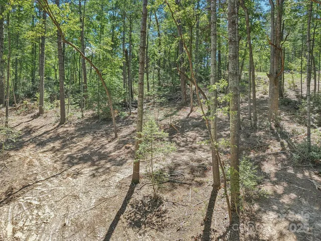 a view of a forest with trees
