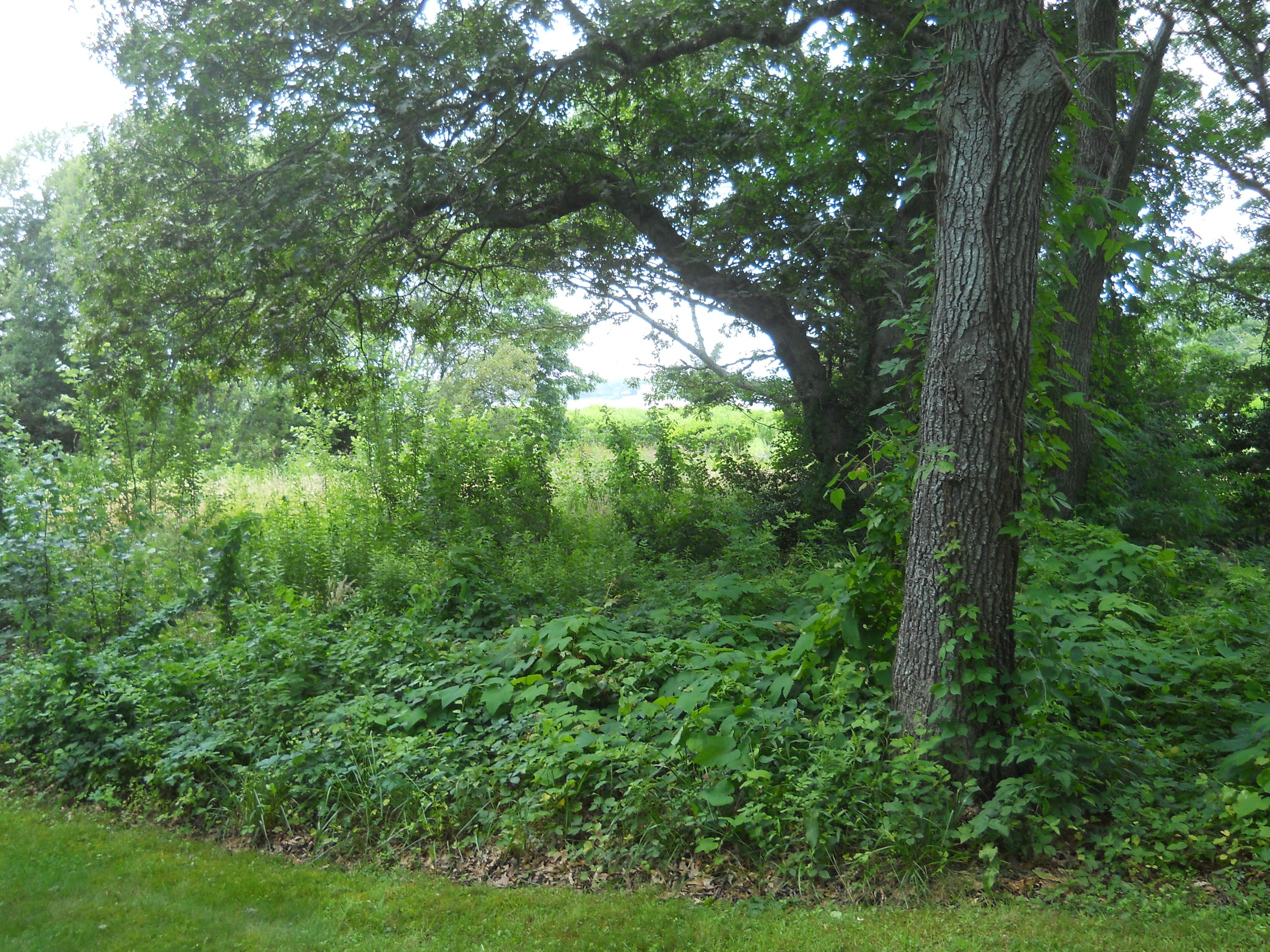 87 Eel River Road Osterville, MA 02655 - Photo 11 of 29 a view of forest