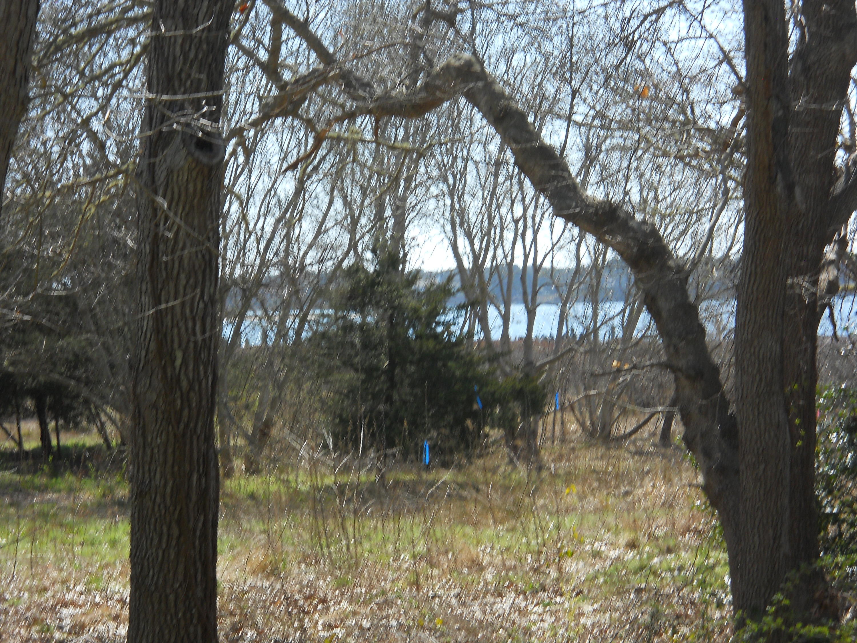 87 Eel River Road Osterville, MA 02655 - Photo 9 of 29 a view of a yard with a tree