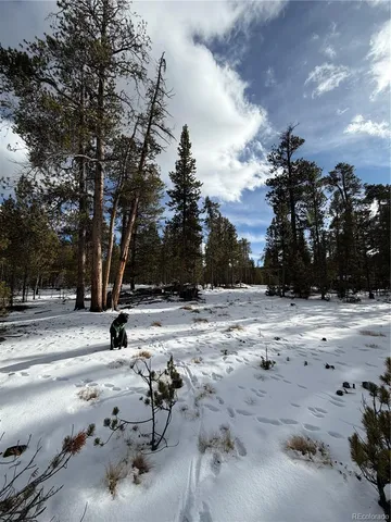 a park with lots of tall trees
