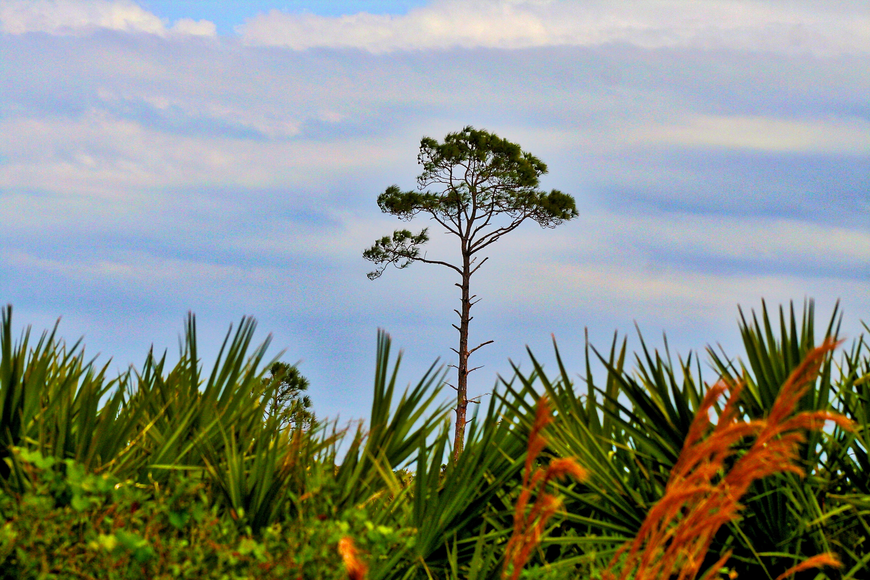 8841 First Tee Road Port St. Lucie, FL 34986 - Photo 204 of 228 183 Savannas Preserve Park