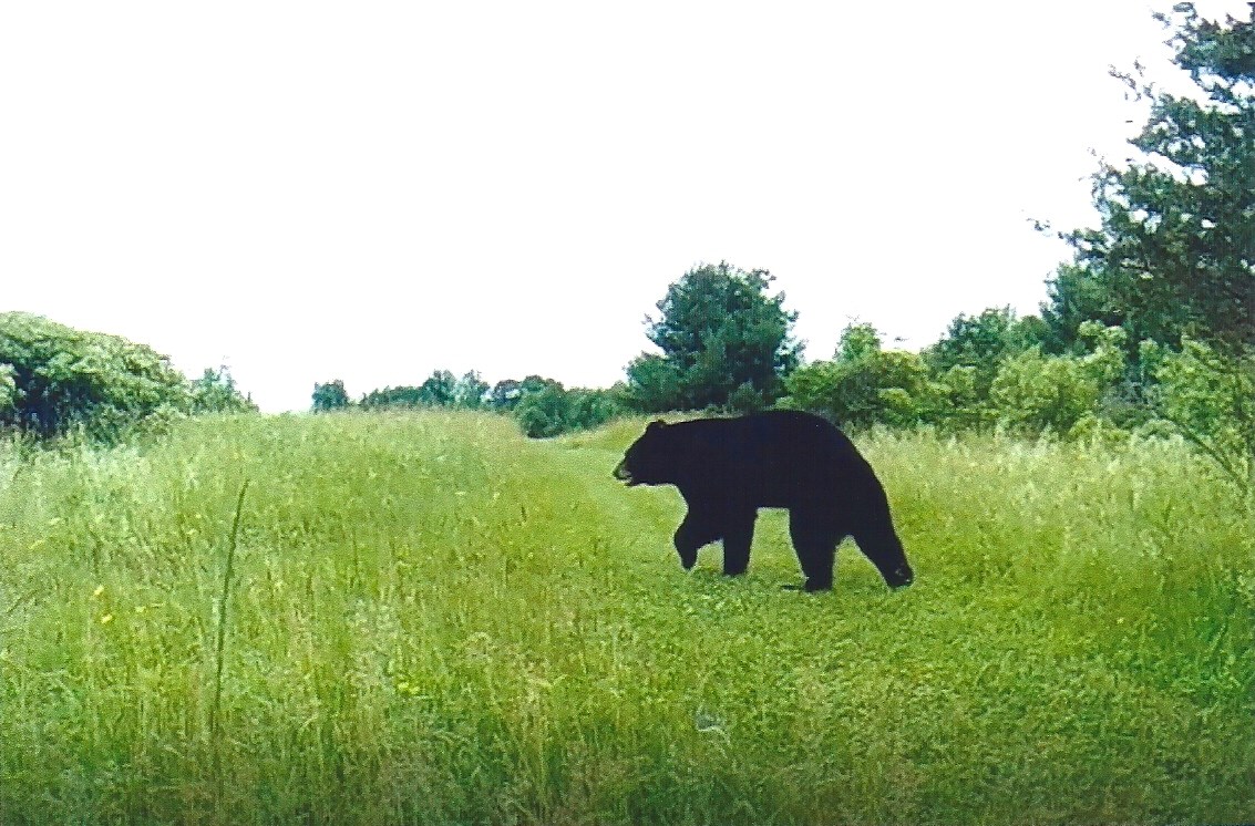 999 Briar Hill Road Pawlet, VT 05775 - Photo 29 of 39 Gallery Image 29